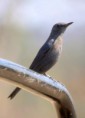 /album/some-overseas-trips/blue-rock-thrush-corbett-park-india-jpg/